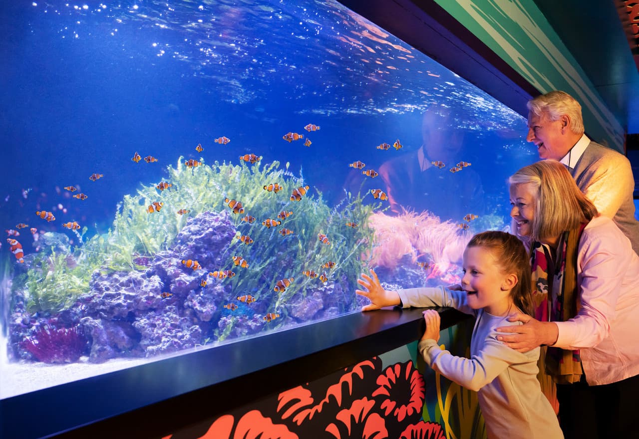 COMBO: SEA LIFE London Aquarium + FREE Hubby eSim - image 3