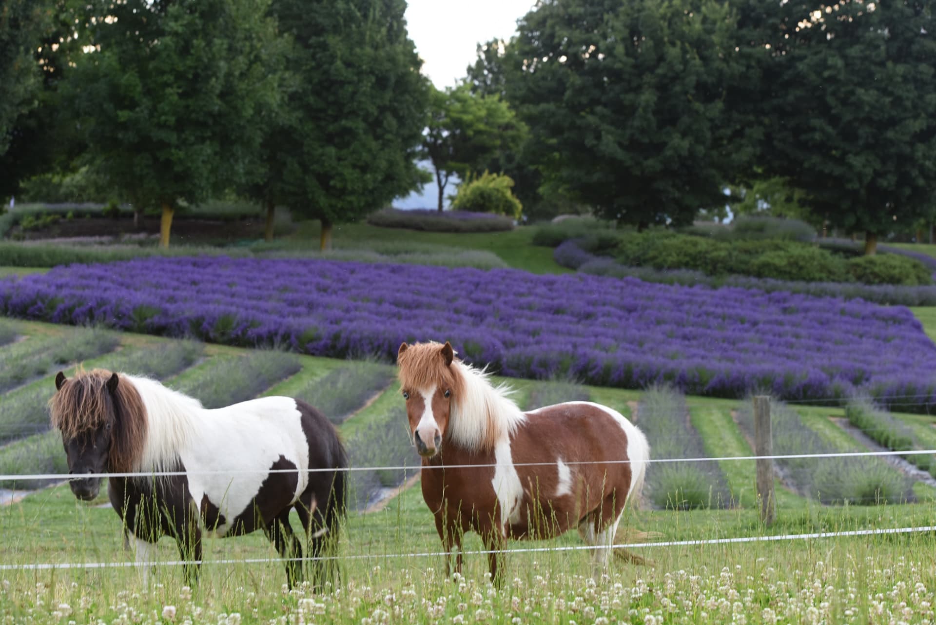 Wanaka Lavender Farm Ticket - main image